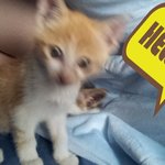 냥냥)유자,카노,주니어 일생일대기2