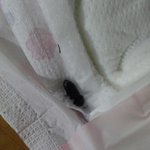 음식에서나오는<b>벌레</b>가..이젠생리대까지;