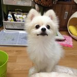 [한글이] 한글이는 개춘기? [39]