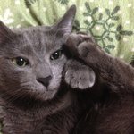 암컷고양이가 경계가 너무 심해서... 집이 난리입니다 ㅠㅠ 도와주세요...