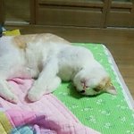 금이판) ㅋㅋ 우리 금이 천둥번개 <b>칠때</b> 표정