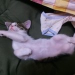 진격의 발육5 (아기길고양이 람보)