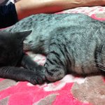 우리 <b>몽이</b> 둥이 귀엽지요? ^___________^