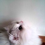 냥판) 멍청돋는 붕어 고양이 3