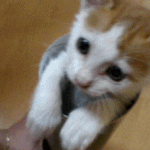 훈훈한 고양이 움짤 모음.<b>gif</b>