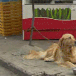 훈훈한 강아지 움짤 모음.<b>gif</b>