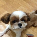 시<b>츄</b>여아 강아지를 애타게 찾습니다!