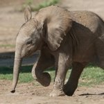 정말 앙증맞은 아기 <b>동물</b> 모음