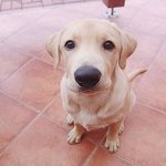 벌써 10탄!! 더 잘생겨진 멋진 랩트리버 <b>디노</b>가 왔습니다~