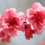 <b>차마</b>