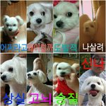 관찰끝, 애견들도 표정이 쏼아~있다,