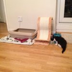 <b>런던</b>에 사는 우리집 이쁜 길냥이(아마도?) 로망 엄마 입니다