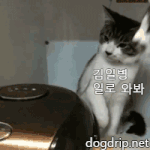@@귀여운 고양이 강아지 <b>움짤</b>@@