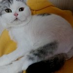 말랑말랑 쵸파왔어요~