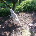 잘생긴 백구 ㅋ