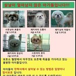 하루에 수십 수백마리가 안락사되고있어요!!!! 살려주세요!!!!...
