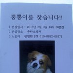 강아지 잃어버렸다네요 도와줍시다!!
