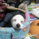 우리집 <b>봉봉</b>이좀 찾아주세요...