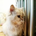 충주(급)페르시안 입양/탁묘처 구합니다!!