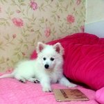 (사진有)여우같은개 스피츠 아강이 4탄