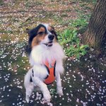 [빠삐용 파피용] 몽실몽실 이야기 - 벚꽃 편