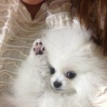 사람인지.. 개인지  우리집막둥이 김 니니옹