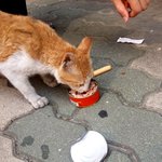 [캐시네] 못먹어서 뼈밖에 남지않았던 임신묘를 만나다. [<b>part</b>...