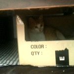 수정+)못먹어서 뼈밖에 남지않았던 임신묘를 만나다. [<b>part</b>.2]