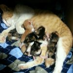 못먹어서 뼈밖에 남지않았던 임신묘를 만나다. [<b>part</b>.3]