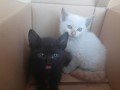 천장에서 구조한 샴+코숏 믹스 2개월 고양이 <b>아가</b>들 입양보냅니다.