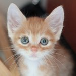 <b>보리</b>색 냐옹이 <b>보리</b> <b>보리</b>