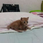 [사진有]태어난지 한달된 새끼 고양이를 주웠습니다