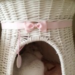 광개토냥이가 된 루나씨 (집안 점령편) ♪