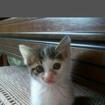 +추가)돌아왔다. 새미가. 2년만에.