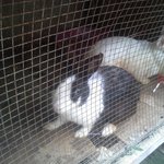 진짜 불쌍한.. <b>토끼들</b>...... 좀 도와주세요