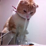 안무서운사진有)글쓴이가 겪은 기묘한 이야기 11