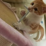 유자,<b>카노</b>,주니어 일생일대기4