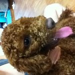 강아지 주인을 찾습니다