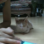 한쪽귀 안들리는 길고양이 키우고있어요^^