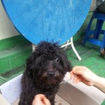 주말 내내 비 쫄딱 맞고있던 강아지 주인을 찾습니다.