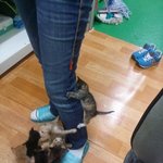 어미잃은 7마리 아기고양이 돌보기.