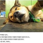 귀엽게 셀카 찍는 <b>동물</b>들