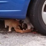 (수정)진격의 <b>발육</b>6(아기 길고양이 람보)