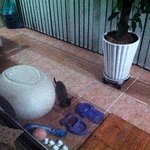 7월6일 나타난 아기 고양이 구조했습니다.^^