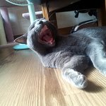 나오미..<b>레오</b>...동거기