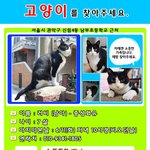 서울 관악구 <b>신림</b>/신대방 고양이를 찾습니다. ㅠㅠ