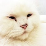 개 똥꼬발랄한 우리 야옹이들 화보집
