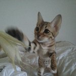 <b>미묘</b> 치타! 뱅갈고양이 후속편.