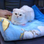 [<b>코오</b>] 강아지보다 더 강아지같이 생긴코오에요 ^^