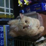 정왕본동 고양이 잃어버리신분!
